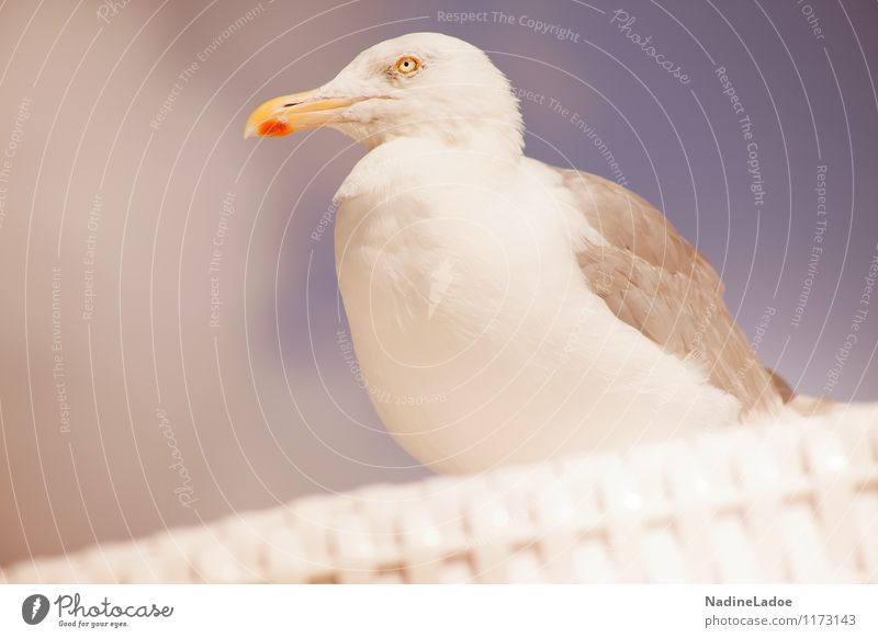 Watcher on the beach chair Nature Sky Coast Lakeside Beach North Sea Baltic Sea Ocean Island Dune Heathland Fishing village Animal Bird Animal face Wing Seagull