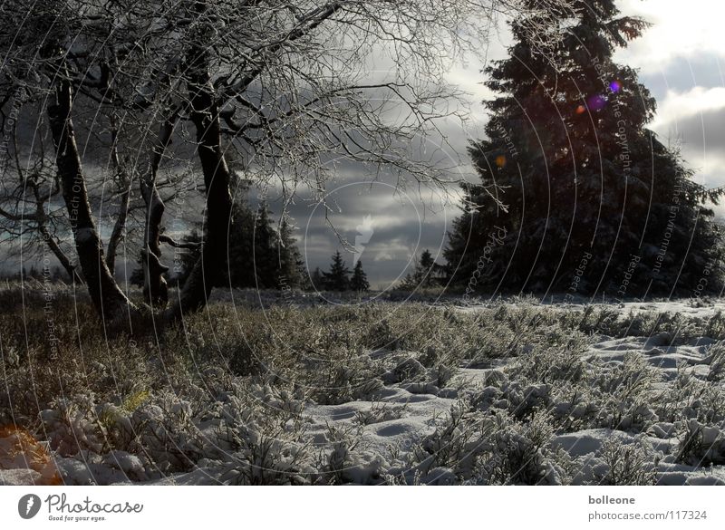 Winter wonderland Sauerland Snowscape Ice Frostwork Cold White Eerie Back-light Vacation & Travel Tree Heathland Fir tree Freeze To go for a walk Calm Clouds