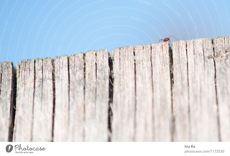 high up Nature Animal Insect 1 Crawl Small Natural Thin Red Fear Fear of heights Movement Mite Articulate animals Colour photo Multicoloured Exterior shot