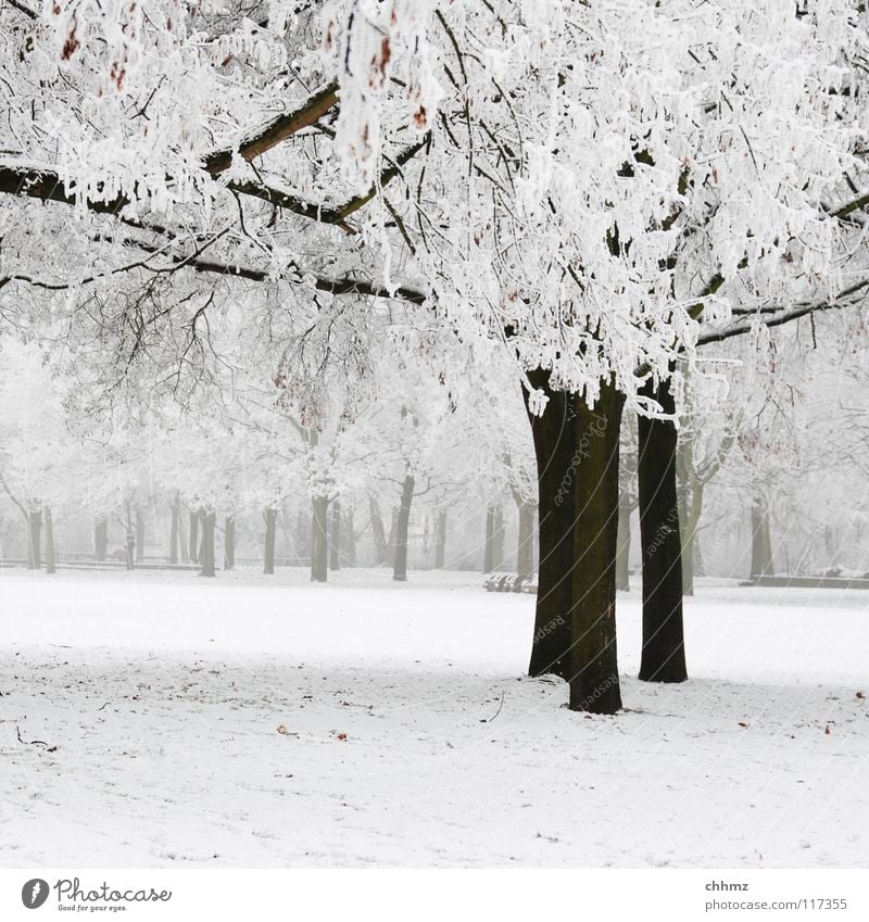 winter in the park Winter White Ice Hoar frost Forest Park Fog Loneliness Tree Horizontal Structures and shapes Flat Cold Unicoloured Frost Smoothness