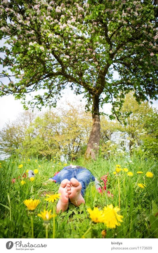 Barefoot woman lies relaxed under a tree in a meadow with spring flowers Senses Relaxation Vacation & Travel Sunbathing Young woman Youth (Young adults) 1