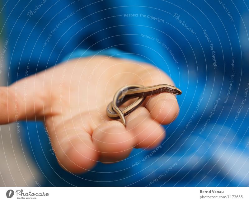 pretzel fever Human being Masculine Child Hand 1 8 - 13 years Infancy Animal Snake Bright Beautiful Small Slow worm Pretzel Knot Flexible Retentive Captured