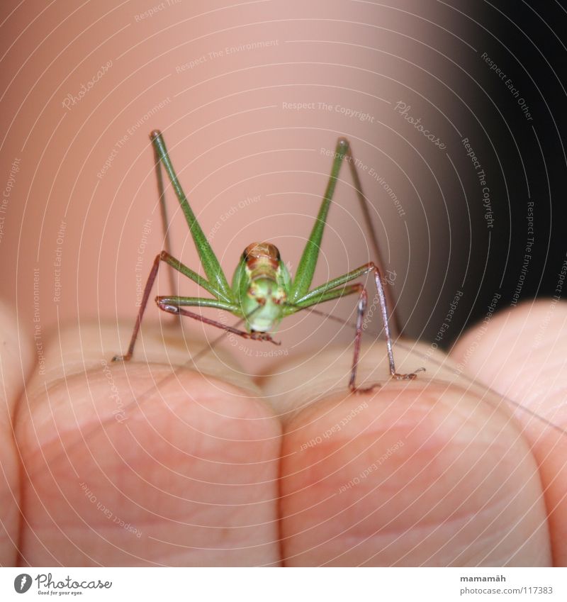 The curiosity of the grasshopper! Part 1 Green Brown Small Insect Hop Grass Jump Summer Hand Fingers Blade of grass Meadow Looking Diminutive Locust Garden