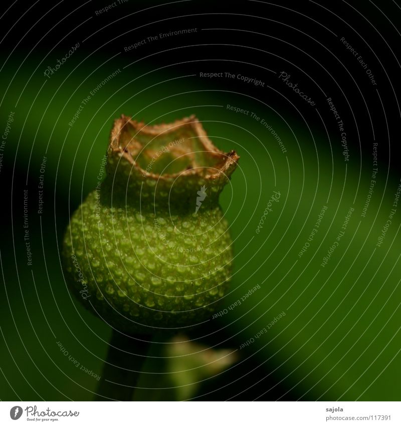 Withered Plant Flower Blossoming Faded Esthetic Dark Green Transience Crown Wood grain Leaf bud Bud Colour photo Subdued colour Exterior shot Close-up Detail