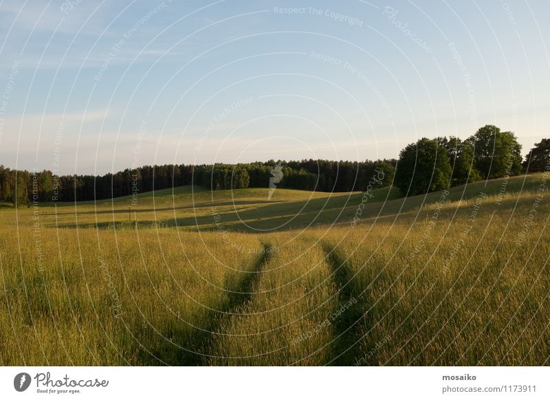 wide field Vacation & Travel Tourism Trip Far-off places Freedom Summer Summer vacation Sun Environment Nature Landscape Plant Horizon Meadow Field Forest