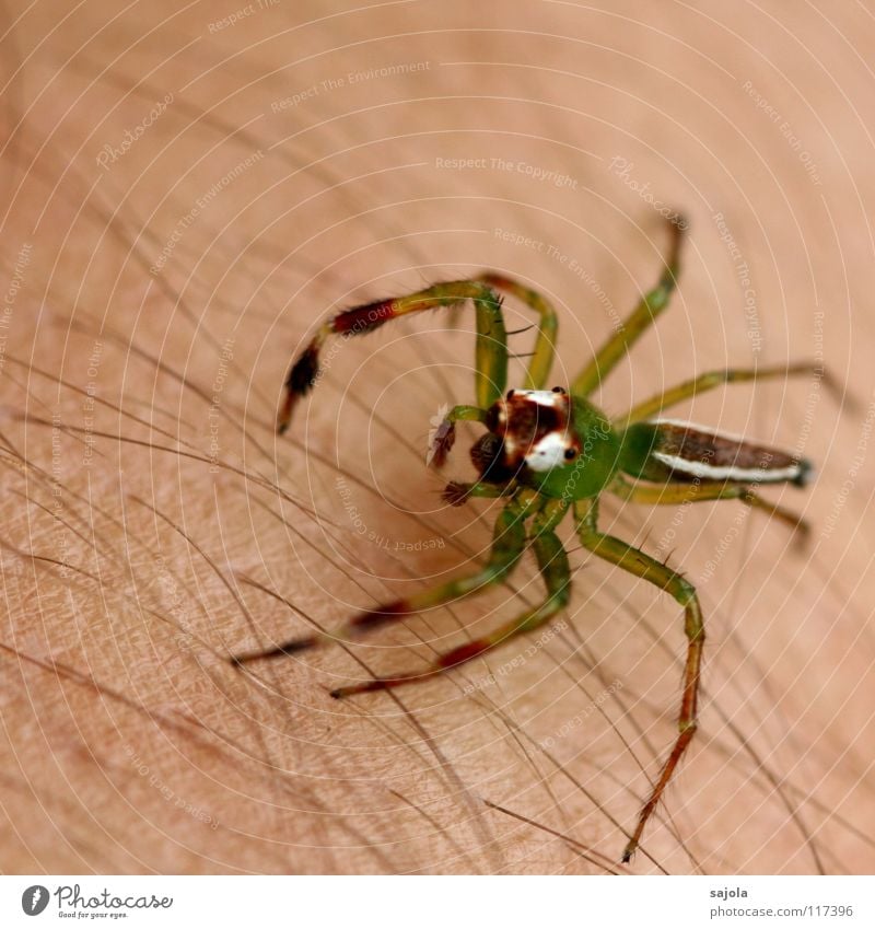 poisonous green Skin Hair and hairstyles Arm Animal Virgin forest Spider Animal face Legs 1 Line Jump Yellow Green White Fear Bilious green Jumping spider