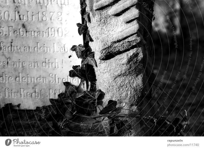 Grave #2 Judaism Cemetery Tomb Tombstone Inscription Ivy Overgrown Historic Decoration Sun Light (Natural Phenomenon) Shadow Deserted Exterior shot Detail