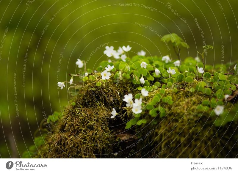 spring flowerlet - wood sorrel Environment Nature Landscape Plant Earth Spring Flower Moss Blossom Wild plant Forest Blossoming Fragrance Growth Esthetic Green