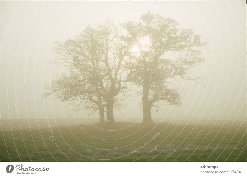 Trees near Lenschow Mecklenburg-Western Pomerania Fog Autumn Field Meadow Nature