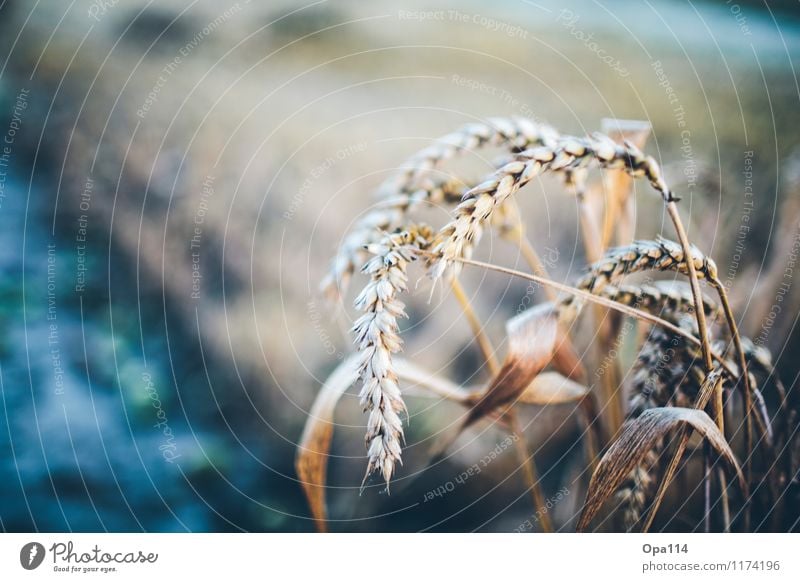 Wheat II Environment Nature Landscape Plant Animal Summer Weather Beautiful weather Agricultural crop Field Blossoming Growth "Harvest gear Thorny peak spike