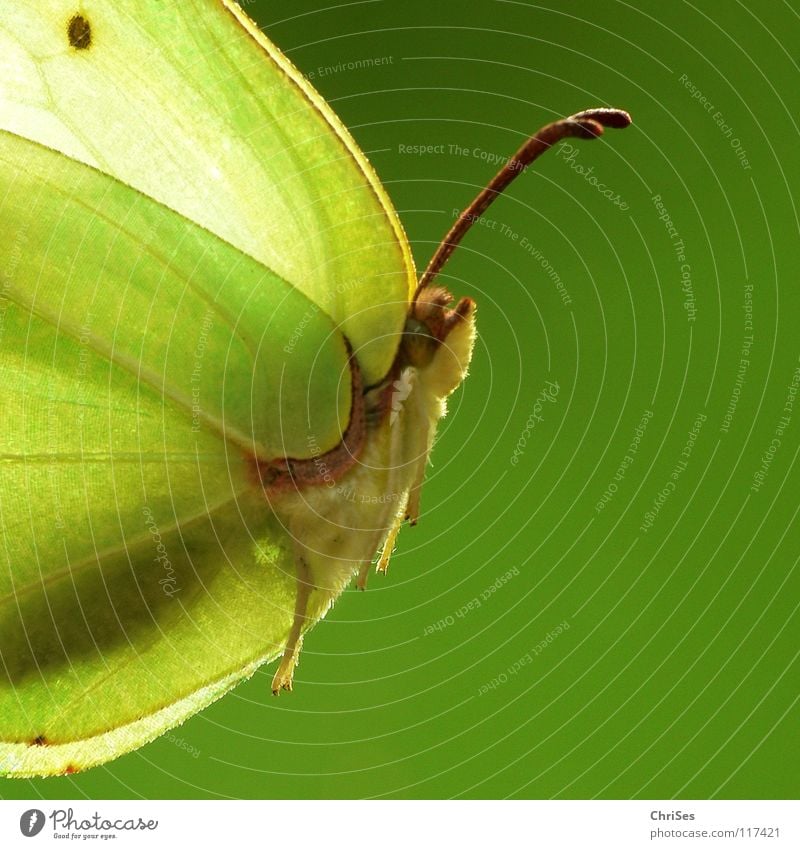 female lemon butterfly ( Gonepteryx rhamni )_02 Brimestone Summer Spring Butterfly Insect Yellow Green Animal Pieridae Back-light Northern Forest