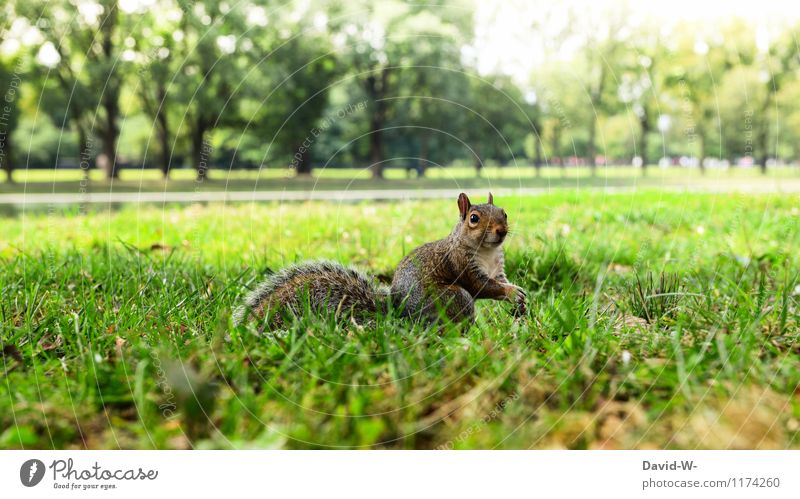 Nanu 8) Environment Nature Landscape Animal Sun Sunlight Summer Beautiful weather Park Meadow Wild animal Pelt Claw Paw 1 Baby animal Observe Touch Discover