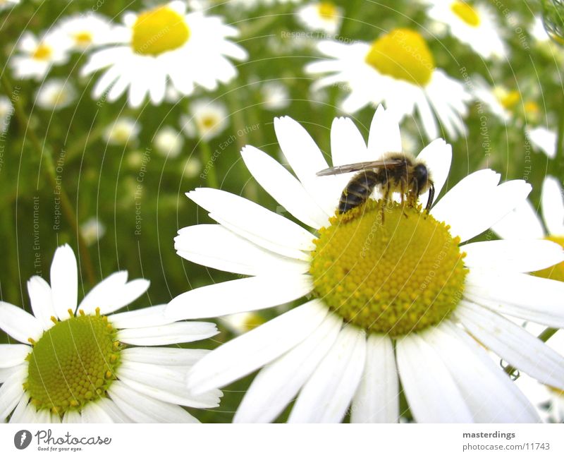 symbiosis Bee Honey Fertilization Transport Flower Blossom pollination yellow/white Dandelion