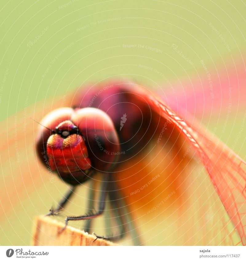 think pink Colour photo Multicoloured Exterior shot Close-up Detail Macro (Extreme close-up) Copy Space top Shallow depth of field Animal portrait Forward