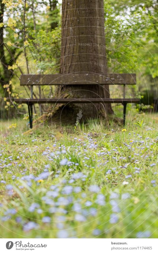 forget-me-nots. Harmonious Well-being Contentment Senses Relaxation Calm Vacation & Travel Trip Environment Nature Landscape Plant Earth Weather Tree Blossom