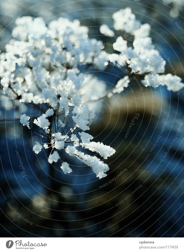 Charming Winter Cold Loneliness Calm Frozen Moody White Longing Phenomenon Blur Depth of field Plant Dry Macro (Extreme close-up) Close-up Life snowed over