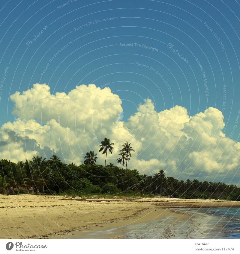 whipped cream Exterior shot Day Joy Relaxation Vacation & Travel Beach Ocean Sand Water Sky Clouds Storm Blue White Africa Monsoon Palm tree Cumulus