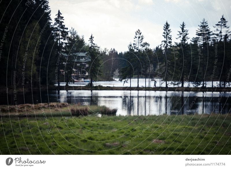 Romantic lake with island passage and trees. Joy Calm Leisure and hobbies Trip Agriculture Forestry Landscape Water Spring Beautiful weather Tree Grass Lakeside