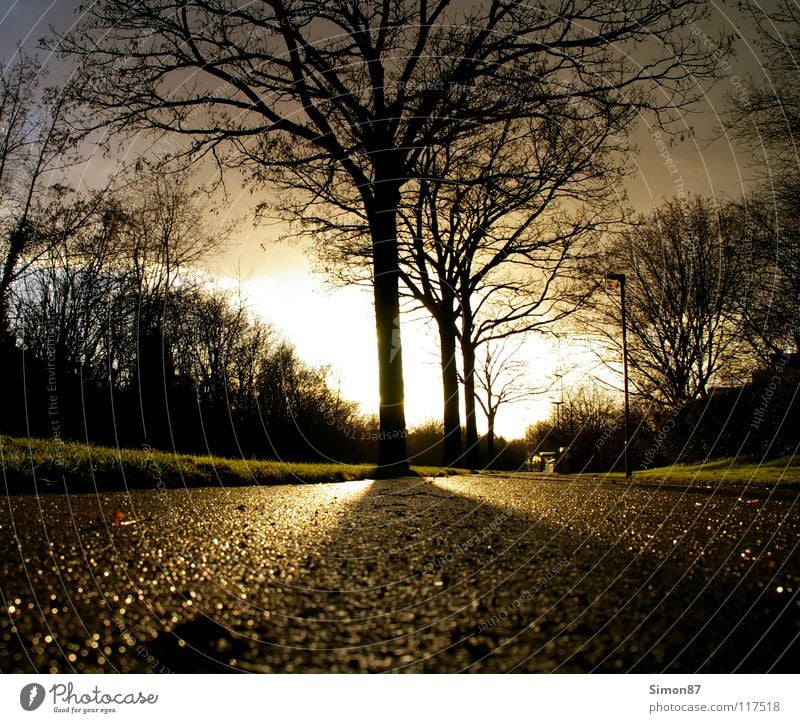 tree of enlightenment Tree Twilight Sidewalk Light Clouds Winter's day Sun Contrast Street Sky Landscape