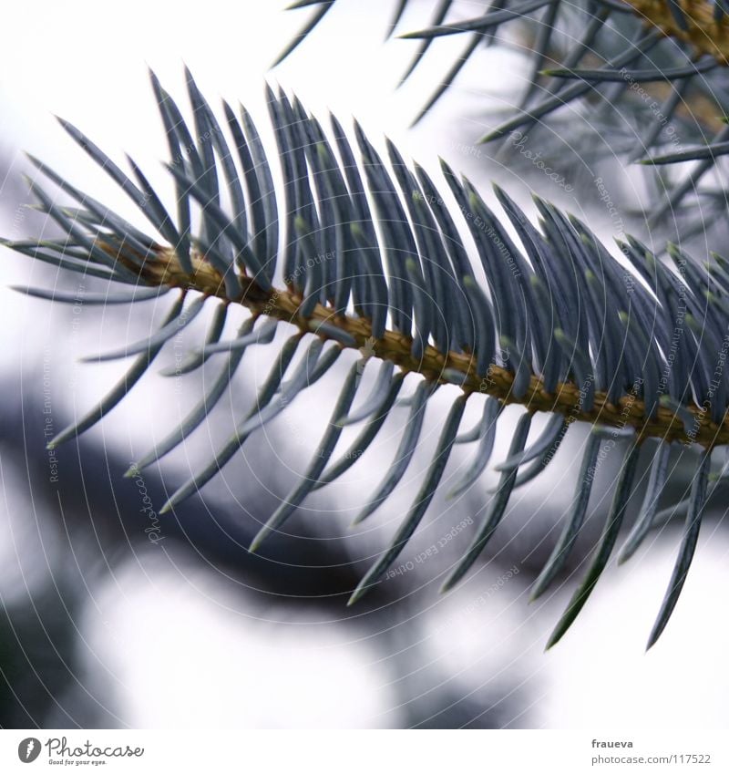 O Christmas tree Idyll Loneliness Fir tree Violet Coniferous trees Winter Macro (Extreme close-up) Close-up Nature blue Branch Twig Detail Fir needle