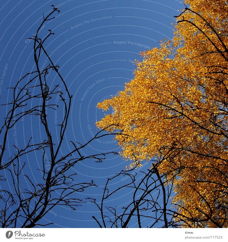 Two autumn men, impressing each other Joy Life Sky Autumn Climate Beautiful weather Tree Leaf Fight Growth Many Blue Brown Gold Black Death Colour Nature