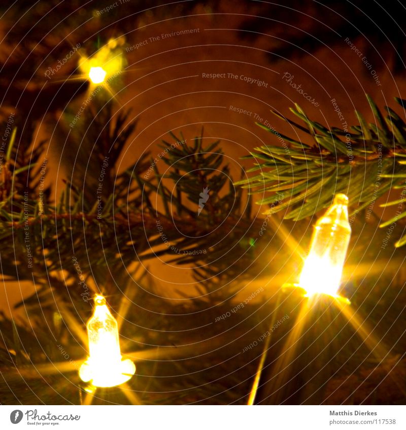 light chain Light Fairy lights Christmas & Advent Christmas tree Beautiful Glittering Intoxicant Fir needle Electric bulb Branched Long exposure Foreground 3