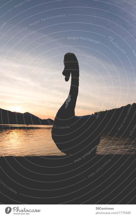 the swan Trip Summer Summer vacation Sunrise Sunset Beautiful weather Alps Mountain Lakeside Salzkammergut Salzburg Austria Animal Wild animal Swan 1 Feeding