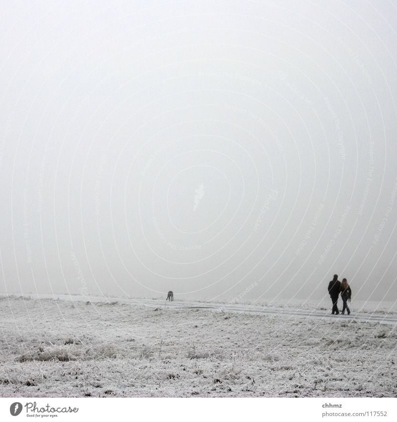 white white Winter White Ice Hoar frost Park Fog Loneliness Tree Horizontal Structures and shapes Flat Cold Unicoloured Dog Diagonal Garden Frost Smoothness