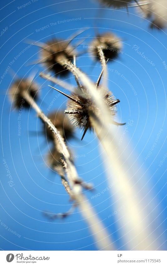 Dry thistles Nature Plant Wild plant Thistle Famousness Simple Above Point Thorny Blue Gray Purity Adventure Senior citizen Colour photo Exterior shot Detail