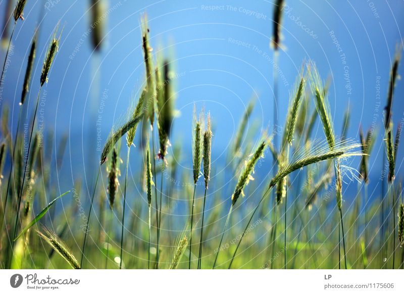 Spring pastel 1 Nature Plant Air Sky Cloudless sky Agricultural crop Wheat Simple Firm Fresh Uniqueness Cold Clean Blue Green Optimism Defiant Happy Hope Idyll