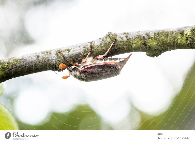 yes mei... a beetle Tree May bug 1 Animal Natural Effort Mobility Crawl To hold on Deserted Copy Space top Copy Space bottom Full-length Profile Looking away