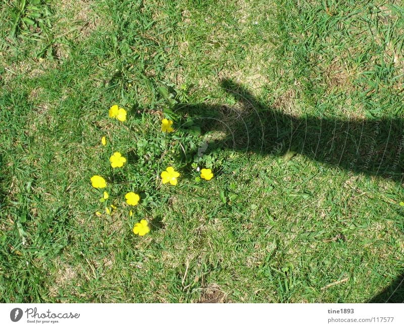 Many thanks for the flowers Flower Yellow Small Hand Meadow Grass Summer Hot Exterior shot Shadow play buttercup Sun Considerable Arm Pasture Freedom Happy