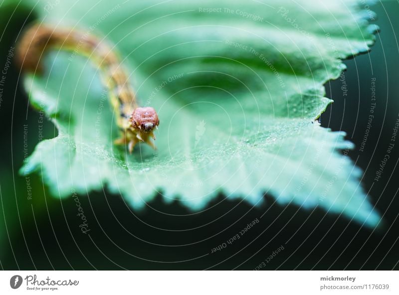 Caterpillar on leaf Nature Leaf Wild animal "Caterpillar Butterfly" Observe Eating To feed Feeding Crawl Exceptional Disgust Exotic Attentive Watchfulness Calm