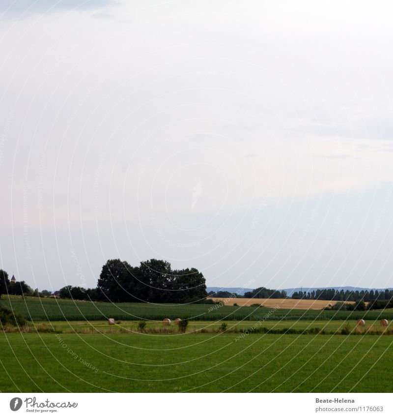 After the work is done Vacation & Travel Trip Sightseeing Nature Landscape Sky Summer Beautiful weather Tree Grass Field Forest Burgundy France