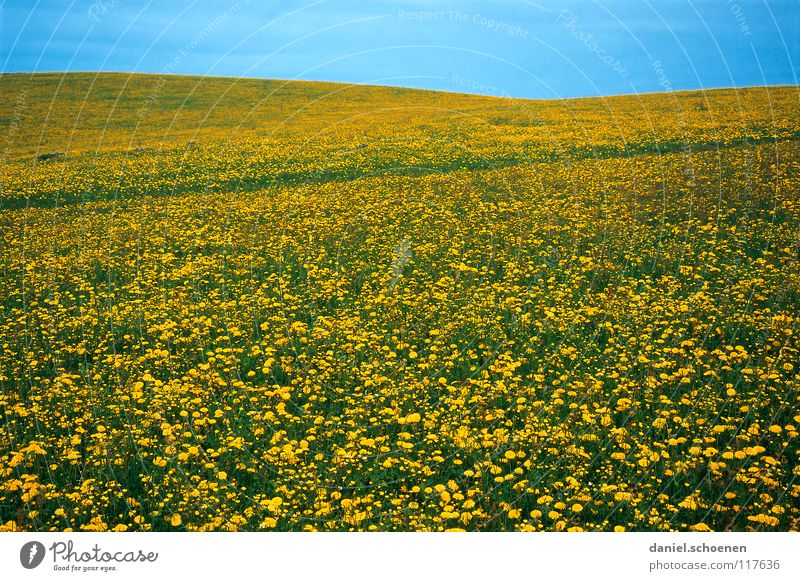 spring meadow Summer Spring Background picture Flower meadow Beautiful Cyan Meadow Leisure and hobbies Blossom Green Yellow Dandelion Relaxation Horizon Hill