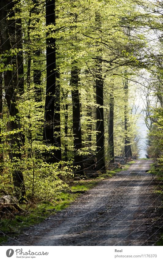 forest path Trip Hiking Environment Nature Landscape Spring Beautiful weather Plant Tree Foliage plant Beech tree Wood Forest Beech wood Relaxation Green