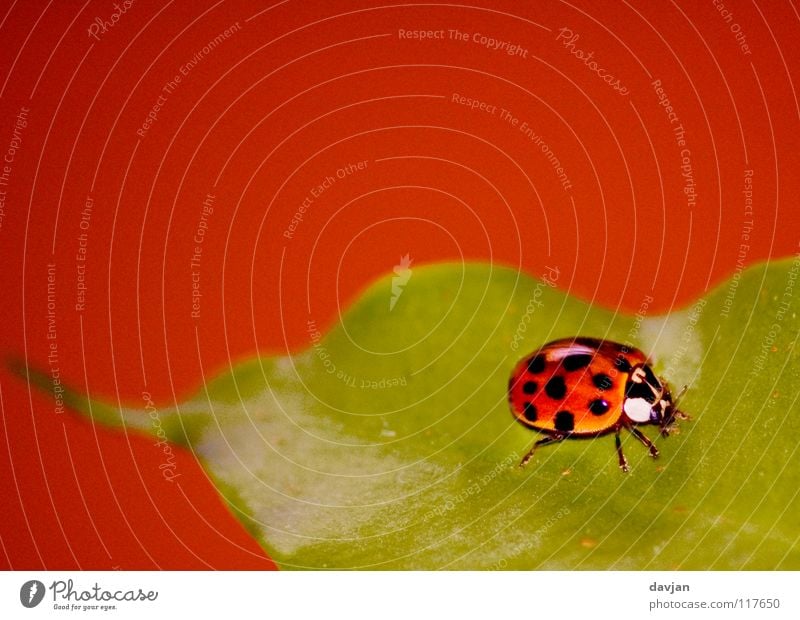 Ladybird II Leaf Plant Insect Small Large Red Green Blur Delicate Crawl Beautiful Macro (Extreme close-up) Close-up Beetle Orange Carrying