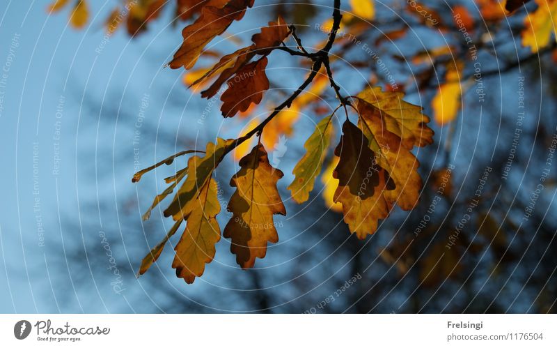 Autumnal oak branch Plant Sky Beautiful weather Tree Leaf Foliage plant Park Moody Esthetic End Nature Colour photo Exterior shot Detail Deserted Evening