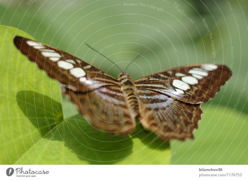 sun worshippers Nature Plant Leaf Animal Wild animal Butterfly Wing Insect Articulate animals Observe Relaxation Flying Sit Wait Exceptional Elegant Exotic