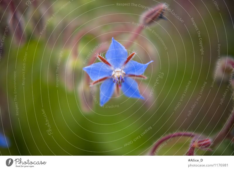 wild flowering Environment Nature Plant Animal Spring Flower Grass Bushes Blossom Wild plant Field Blossoming Blue Green Violet Turquoise natural background