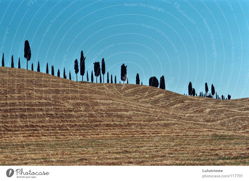 The Tuscany Desert Tree Field Yellow Physics Italy Leisure and hobbies Romance Emotions Seasons Grain Blue Warmth Sky Far-off places Beautiful weather furrow