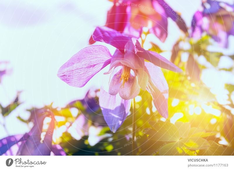 Columbine flower at sunset Summer Nature Plant Solar eclipse Sunrise Sunset Sunlight Spring Beautiful weather Flower Blossom Garden Park Meadow Fragrance