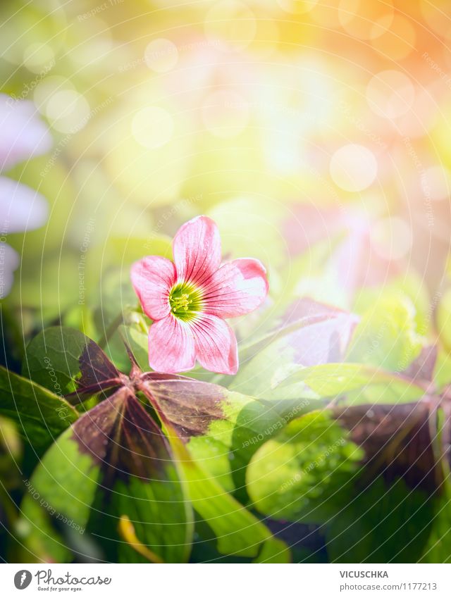 Lucky Clover Flower Lifestyle Summer Garden Decoration Nature Plant Sun Solar eclipse Sunlight Spring Autumn Park Meadow Field Yellow Green Pink