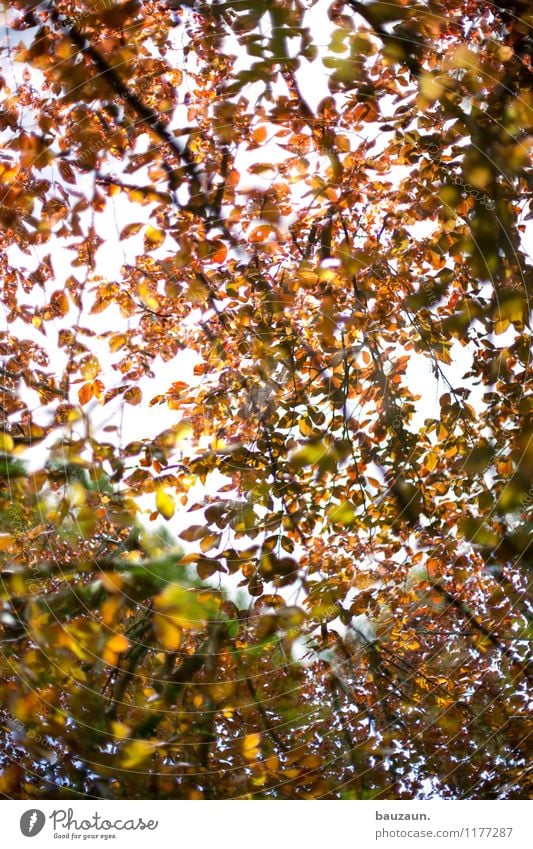 You know, I've got a leafy roof over my head. Wellness Life Harmonious Well-being Contentment Senses Relaxation Calm Vacation & Travel Trip Environment Nature