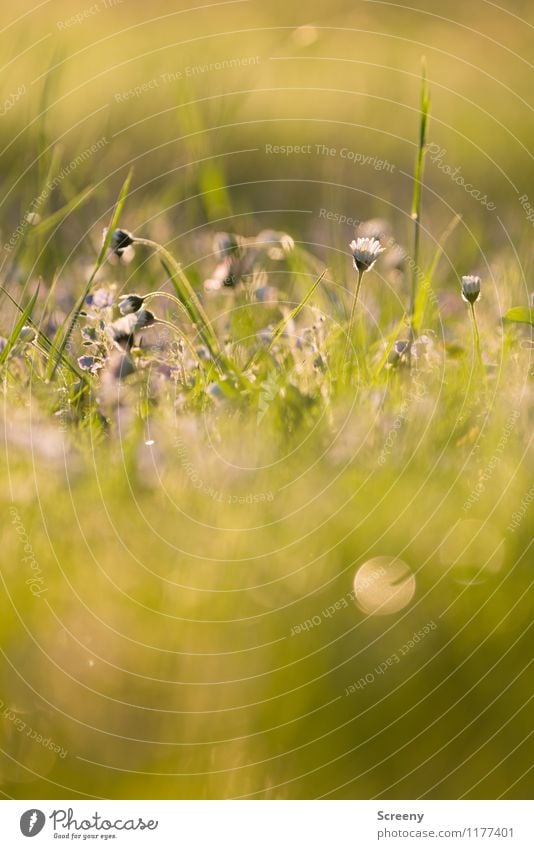 Fairytale | UT Köln Nature Plant Sunlight Spring Summer Beautiful weather Flower Grass Park Meadow Blossoming Growth Fresh Small Warmth Yellow Gold Green Calm