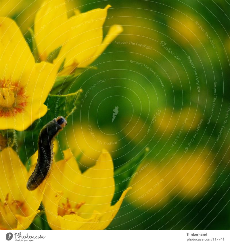 masked butterfly To feed Nutrition Butterfly Beautiful Insect Crawl Multicoloured Flower Summer Physics Light heartedness Yellow Green Plant Blossom