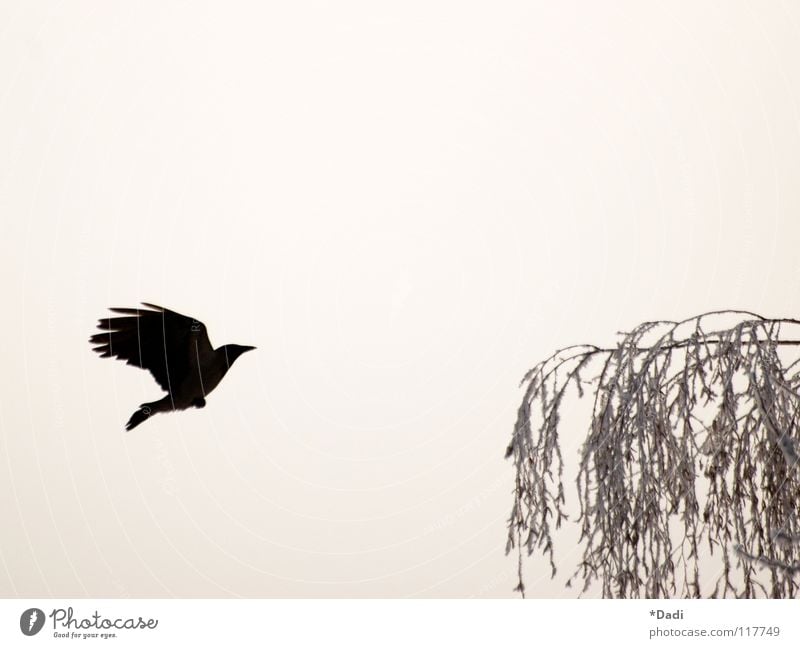 crow Raven birds Black Dark Animal Tree Gray Leaf Bird Crow Air Fog Outstretched Beak Soft Dream Exterior shot Winter Flying Contrast Branch Nature Aviation