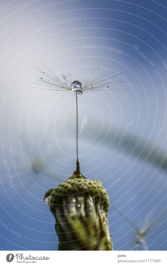 empress Drops of water Sky Clouds Beautiful weather Plant Flower Blossom Elegant Fresh Glittering Natural Nature Reflection Dandelion maiestätich Colour photo