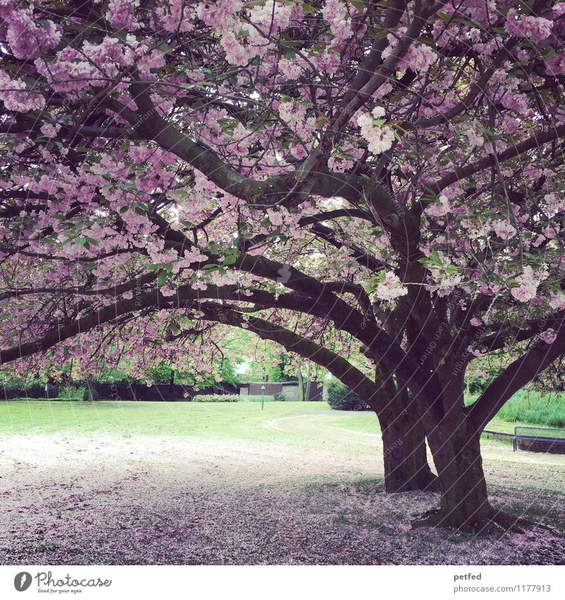 spring! Spring Beautiful weather Tree Blossom Park Blossoming To fall Happiness Fresh Green Pink Spring fever Warm-heartedness Romance Fragrance Idyll Nature