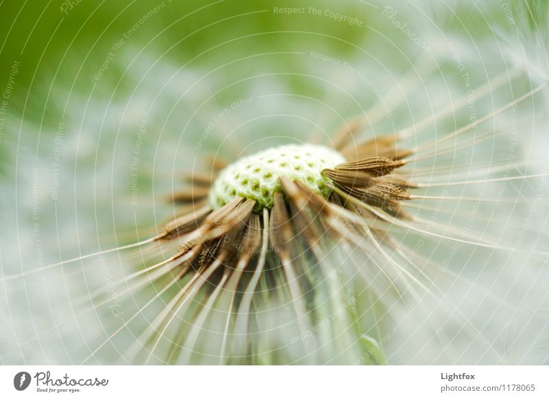 fart flower Nature Plant Foliage plant Park Meadow Field Fear Dandelion Breath Seed Fly Colour photo Exterior shot Blur Central perspective